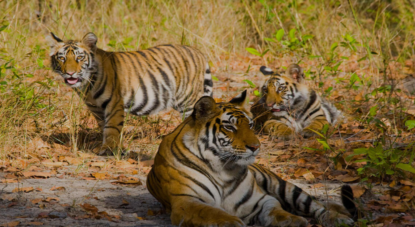 Bandhavgarh Tiger Reserve Madhya Pradesh