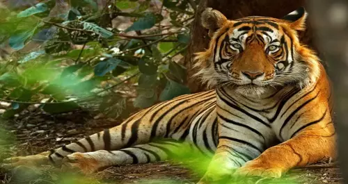 Tiger Reserves in India Mangalore Car Rentals