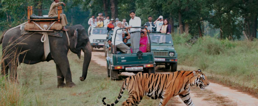 Tiger Reserves in India Kanha National Park Madhya Pradesh