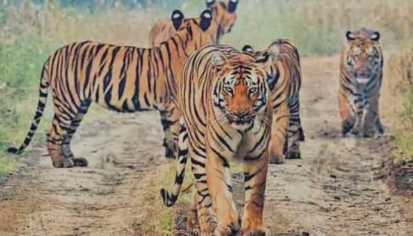 Nagarjunsagar-Srisailam Tiger Reserve Andhra Pradesh