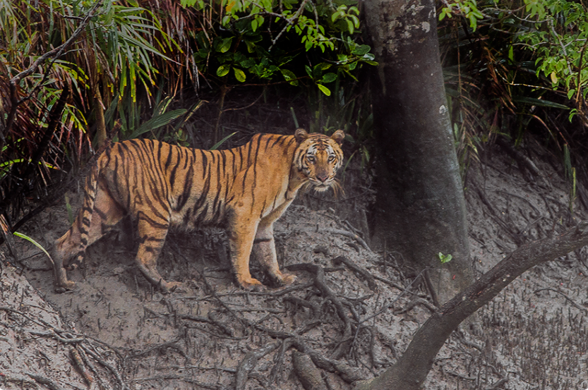 Tiger Reserves in India Sunderban Tiger Reserve West Bengal