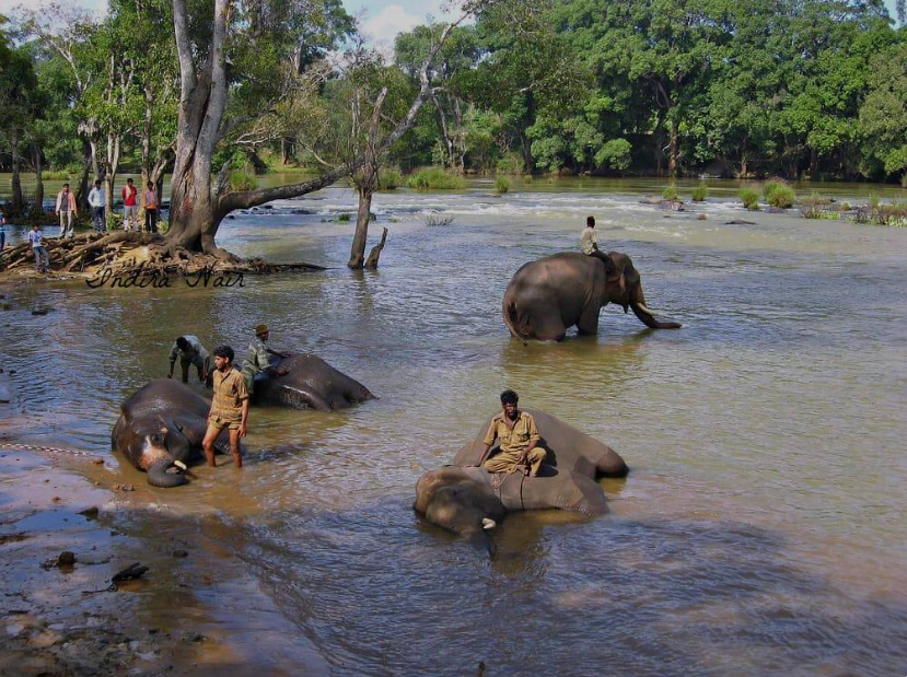 Dubare Elephant Camp Self Drive Cars Mangalore